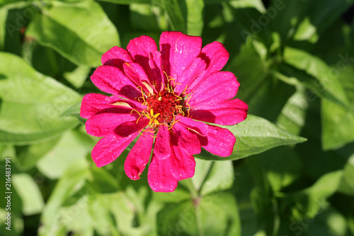 Beautiful red Flower, Droplets on the Petals.