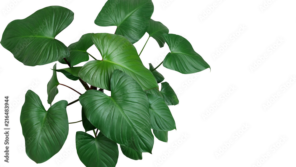 Fototapeta premium Heart shaped dark green leaves of Homalomena plant (Homalomena Rubescens) the tropical foliage houseplant isolated on white background, clipping path included.