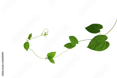 Heart shaped green leaf of Cowslip creeper (Telosma cordata) jungle vines liana climbing plant isolated on white background, clipping path included.