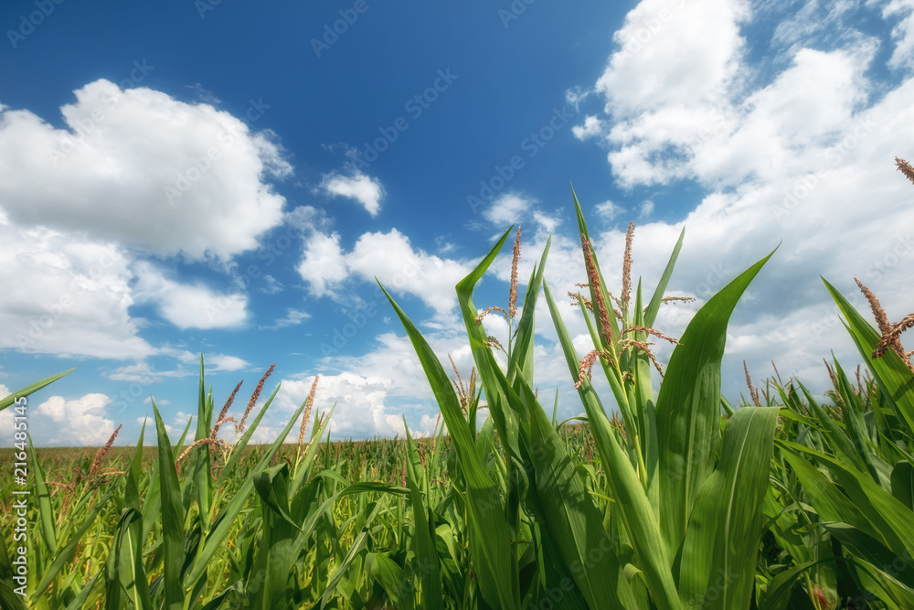 Obraz premium Beautiful morning sunrise over the corn field