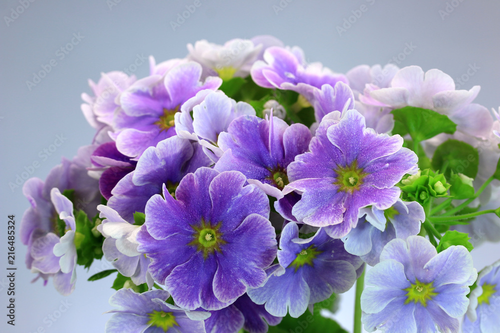 プリムラ ジュリアン オブコニカ 紫の花 冬の花 プリムラ ジュリアン オブコニカ 紫の花 冬の花