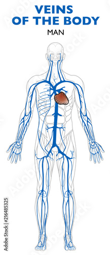 Vene nel corpo umano, anatomia. Una vena, in anatomia, è un vaso sanguigno che conduce il sangue verso il cuore