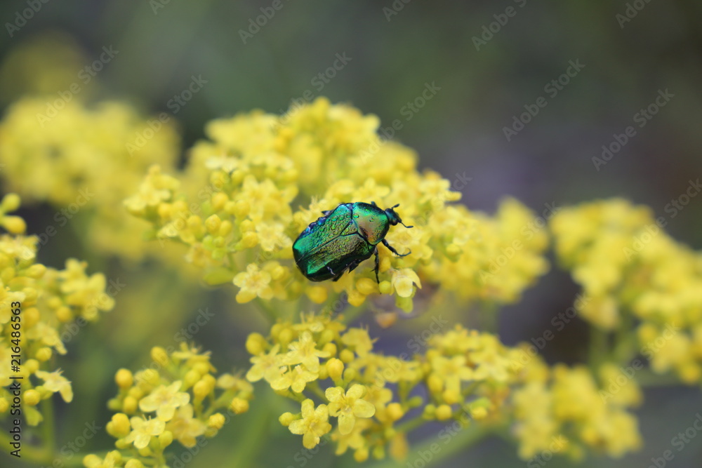 Blume im Gebirge und Insekt Blume im Gebirge und Insekt