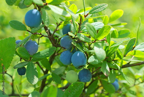Blueberries on the bush. Blueberries (lat. Vaccínium uliginósum) - a kind of deciduous shrubs of the genus Vaccinium of the Heather family. Blue ripe berries on a green bush. Macro. Closeup.