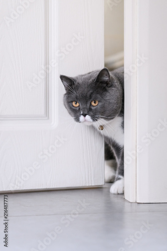 British short hair cat hidden under the door