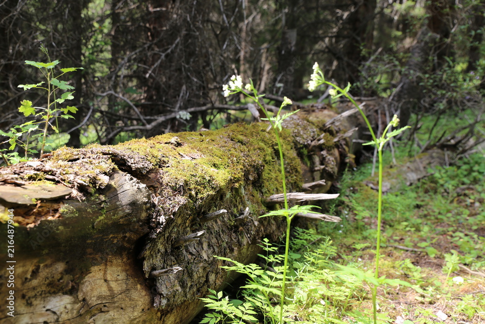 Fototapeta premium Alter Baum im Gebirge