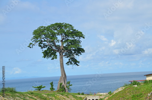 Alone tree in the coast of Papua New Guinea