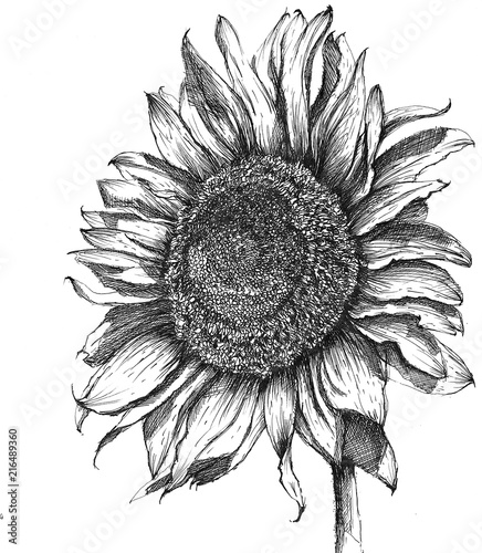 Hand drawn sketch sunflower