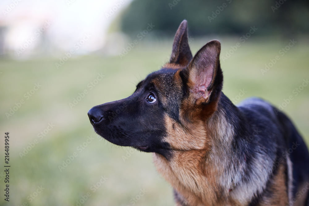 Purebred female german shepherd sales