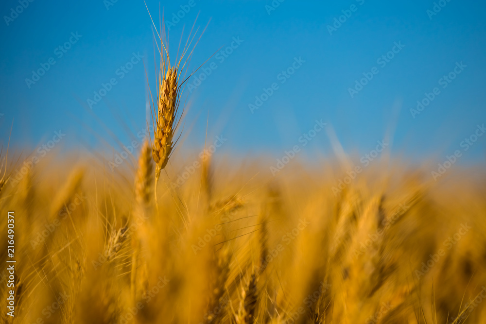 closeup summer golden wheat field