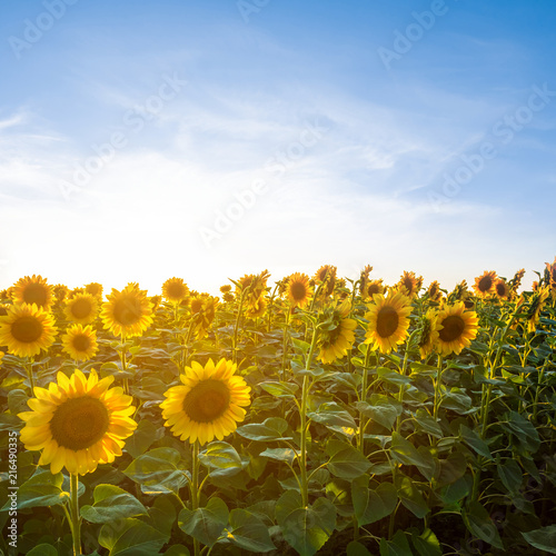 Fototapeta Naklejka Na Ścianę i Meble -  summer sunflower field at the sunset