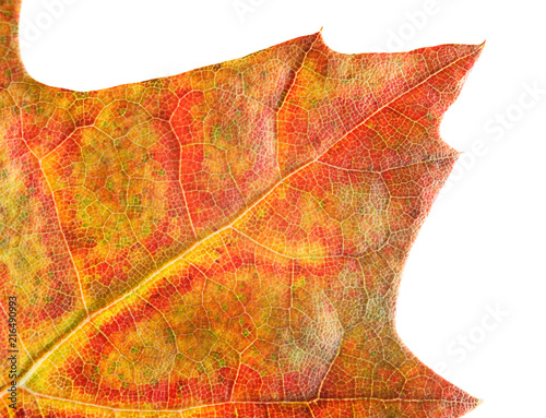 Macro of oak red leaf photo