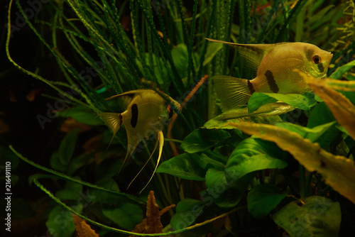 Aquarium fish Scalia (lat. Pterophyllum) on a background of algae photo