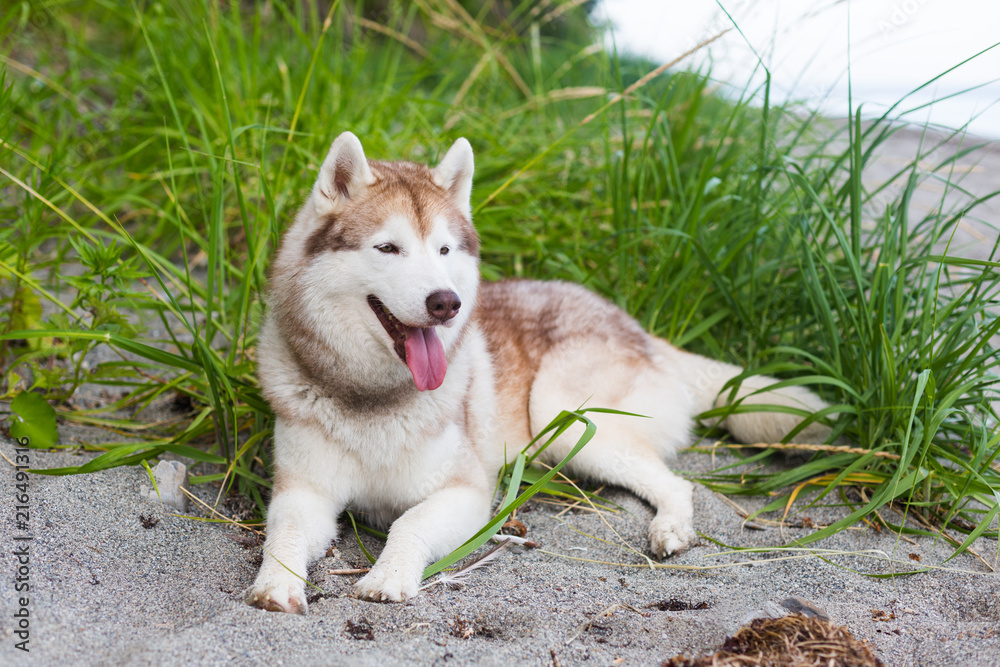 Portrait of beautiful Beige and white Siberian Husky dog lying in the sea grass on the beach Portrait of beautiful Beige and white Siberian Husky dog lying in the sea grass on the beach