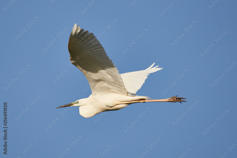 Obraz premium White egret in fly