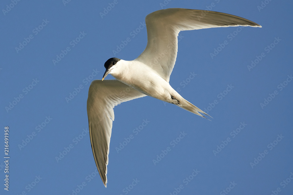Seagul in fly Seagul in fly