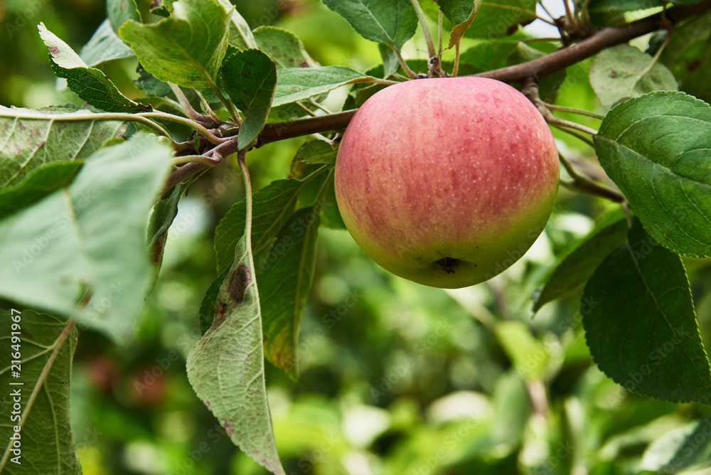 A beautiful ripe apple hanging on a branch against a background of green leaves A beautiful ripe apple hanging on a branch against a background of green leaves