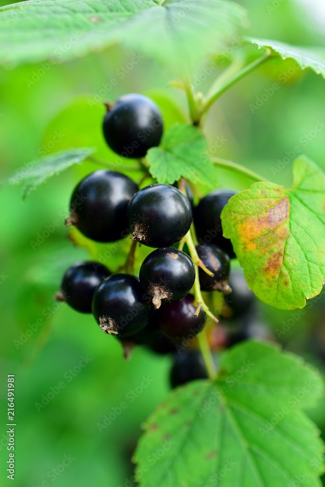 Branch with berries of black currant. Black currant (lat. Ríbes nígrum) is a deciduous shrub, a species of the genus Currant (Ribes) of the monotype family Gooseberry (Grossulariaceae). Closeup. Branch with berries of black currant. Black currant (lat. Ríbes nígrum) is a deciduous shrub, a species of the genus Currant (Ribes) of the monotype family Gooseberry (Grossulariaceae). Closeup.