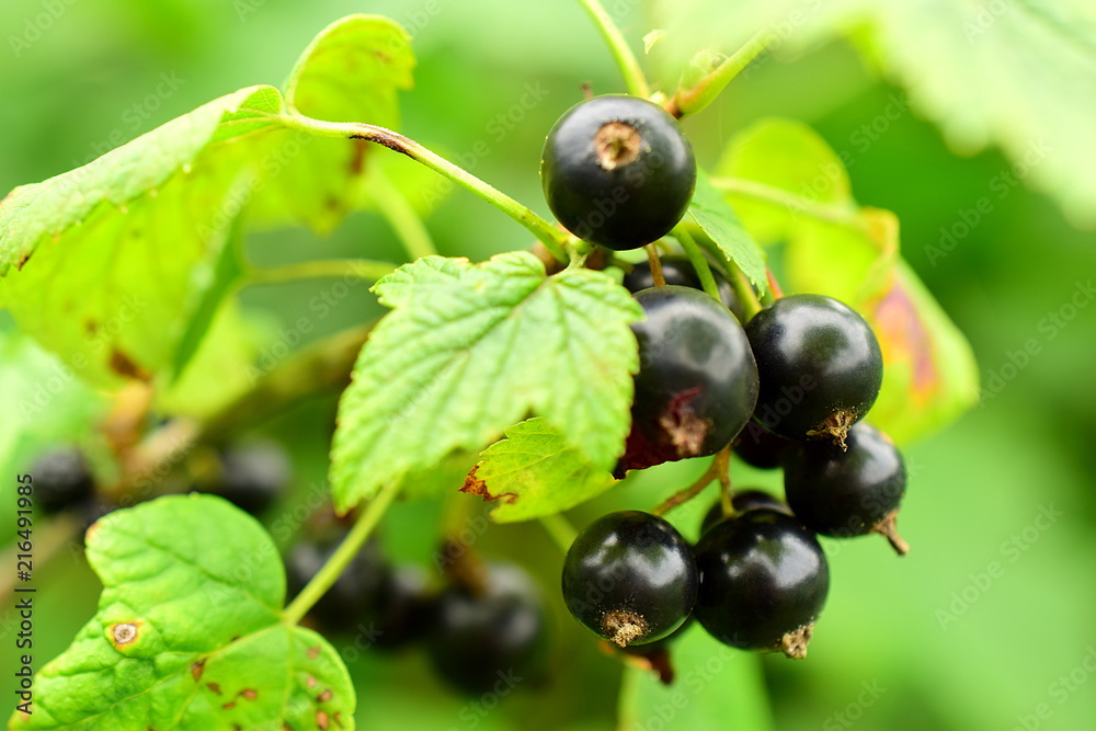 Branch with berries of black currant. Black currant (lat. Ríbes nígrum) is a deciduous shrub, a species of the genus Currant (Ribes) of the monotype family Gooseberry (Grossulariaceae). Closeup. Branch with berries of black currant. Black currant (lat. Ríbes nígrum) is a deciduous shrub, a species of the genus Currant (Ribes) of the monotype family Gooseberry (Grossulariaceae). Closeup.
