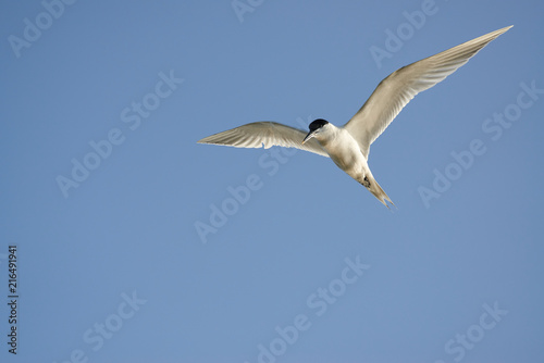 Seagul in fly © Sergey