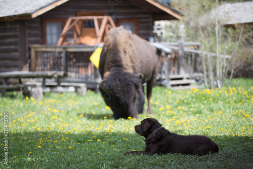 Bisonte, bufalo selvaggio con cane labrador nel parco Nazionale di Yellowstone