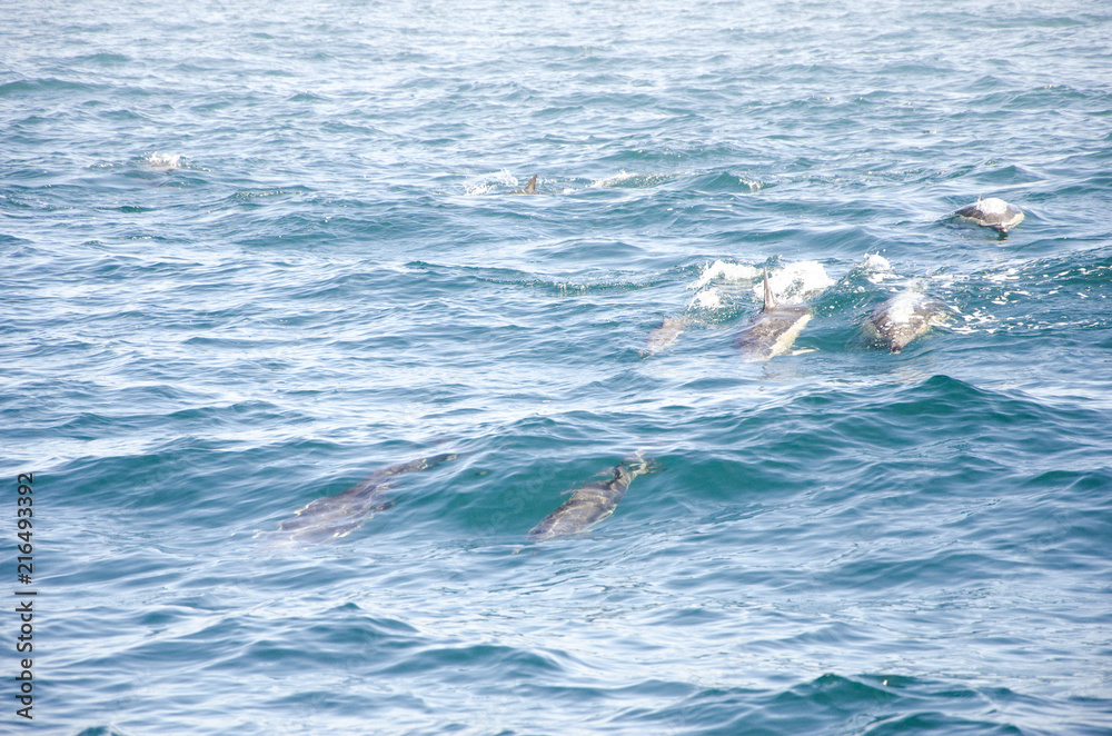 Dolphins in a natural environment. Algarve, Portugal