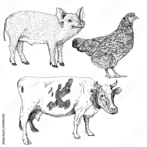 Farm Animal pig chicken and cow draw by ink