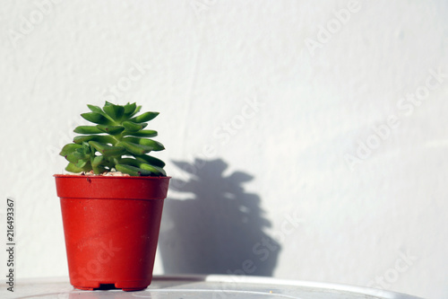 Small succulents plant potted decoration houseplant in home living room.  