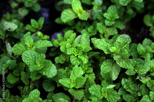 Wallpaper Mural Spearmint (Mentha spicata) or peppermint herbal or seasoning plant growing in the garden. Torontodigital.ca