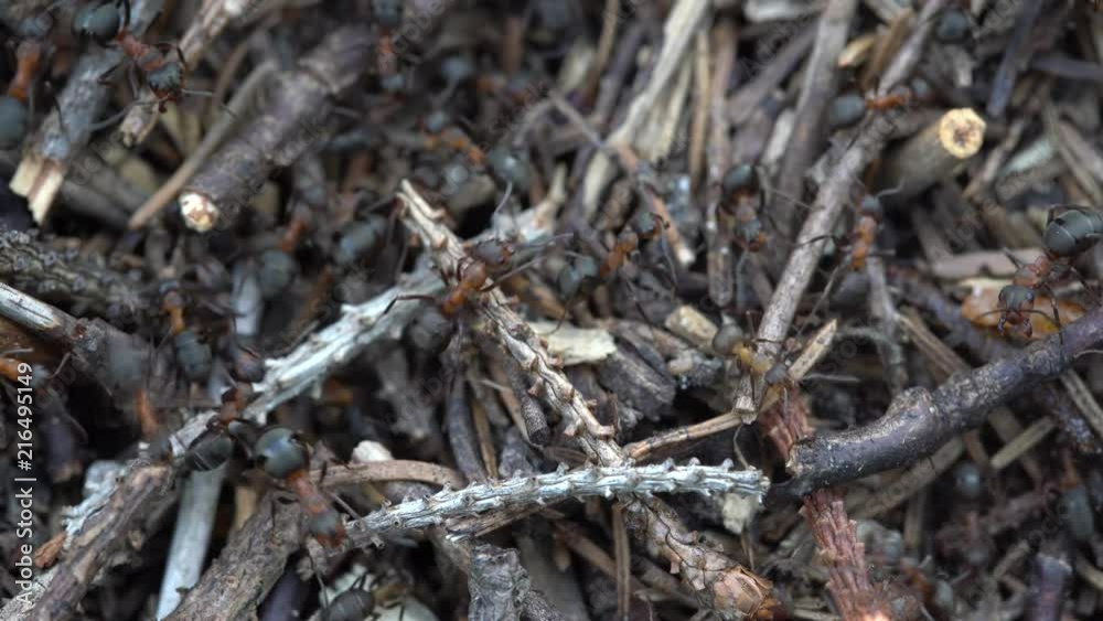 Big anthill in the woods. Big anthill with colony of ants in summer forest. Ants on the anthill in the woods closeup, macro Big anthill in the woods. Big anthill with colony of ants in summer forest. Ants on the anthill in the woods closeup, macro