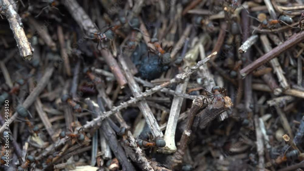 Big anthill in the woods. Big anthill with colony of ants in summer forest. Ants on the anthill in the woods closeup, macro Big anthill in the woods. Big anthill with colony of ants in summer forest. Ants on the anthill in the woods closeup, macro