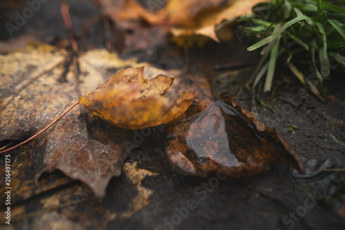 wet fallen autumn leaves on ground in mid october closeup low angle photo