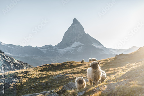 Matterhorn Blacknose sheep Zermatt