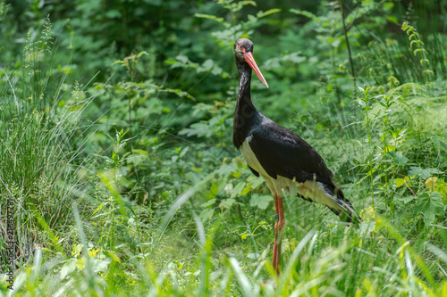 cigogne noire