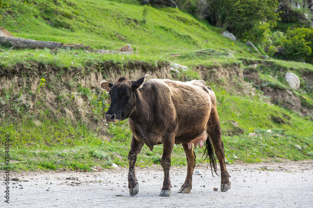 Cow in Baksan gorge in the Caucasus mountains in Russia Cow in Baksan gorge in the Caucasus mountains in Russia