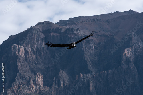 Condor of the Andes biggest bird of the world from Peru © benicoma