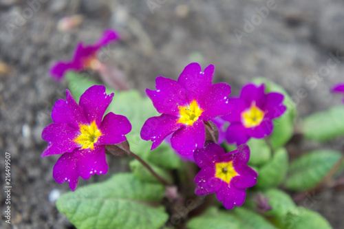 Flowering of primroses  primula  in April