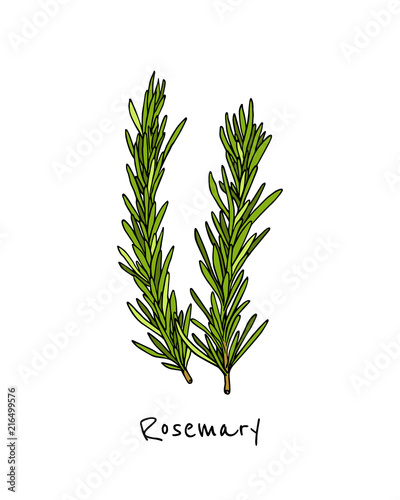 Hand drawn rosemary