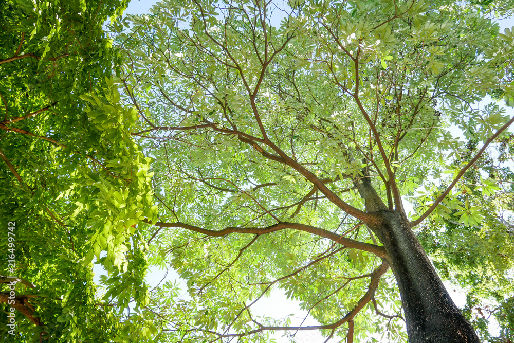 A big green tree on the blue sky as the background, relax. A big green tree on the blue sky as the background, relax.