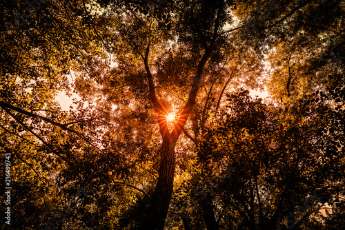 warmer Sonnenschein durch Baumkrone im Wald