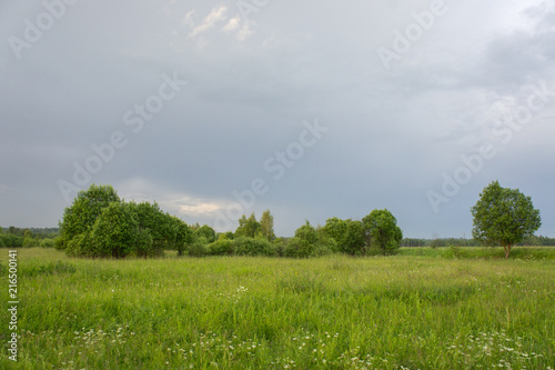 Field and trees immediately after the thunderstorm.