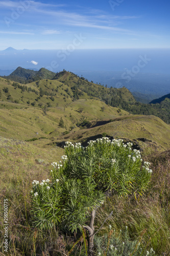 Mount Agung (in Bali) in the background - view from Plawangan Senaru RInjani, Lombok, Indonesia photo