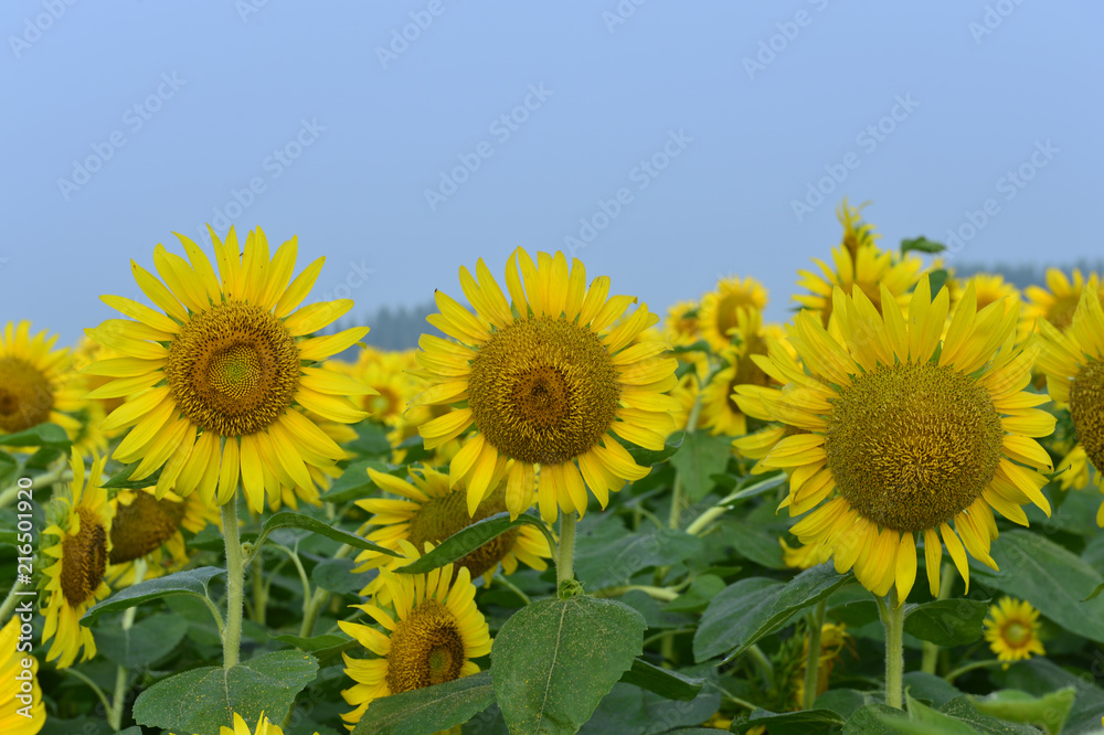 Fototapeta premium Sunflowers in the field