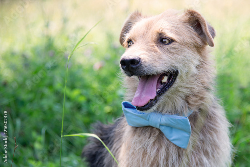 Fotografía Portrait of a dog with bow tie