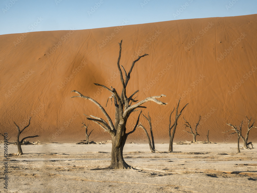 Dead Trees, in Deadvlei, Namibia