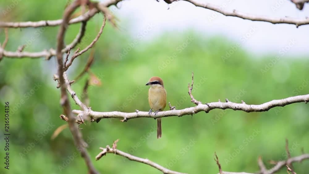 Bird (Brown shrike, Lanius cristatus) mainly brown on the upper parts and the tail is rounded the black mask and has a white brow over it perched on a tree in a nature wild Bird (Brown shrike, Lanius cristatus) mainly brown on the upper parts and the tail is rounded the black mask and has a white brow over it perched on a tree in a nature wild