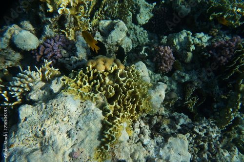 Fototapeta Naklejka Na Ścianę i Meble -  coral