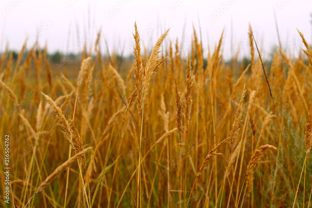 Dry grass close-up. Dry grass close-up.