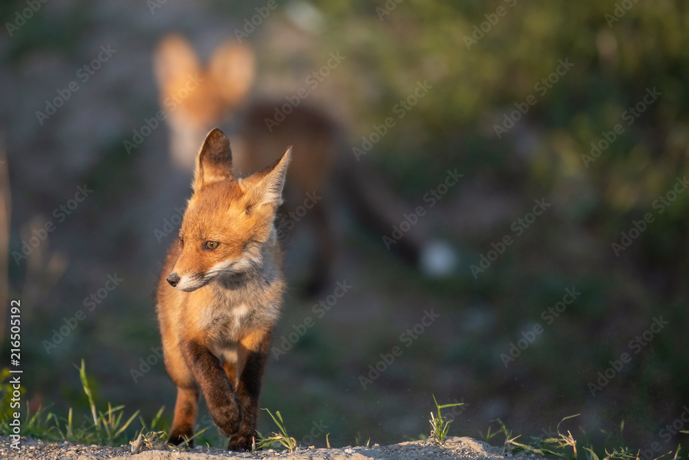 Two young red Fox near his hole