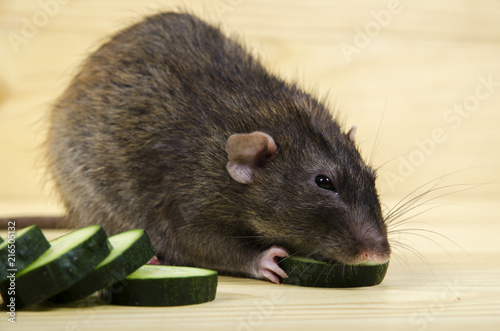 Rat eats a cucumber.